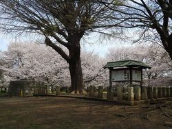 史跡武蔵国分寺跡の桜