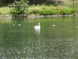 大池の白鳥